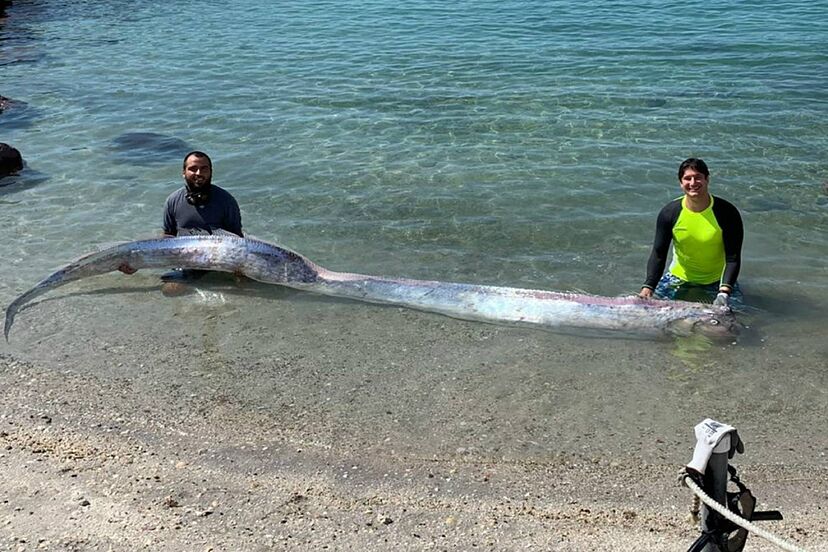 Qué predice pez remo apareció en una playa de Montecristi?