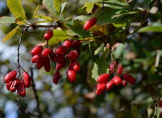 Nutrióloga Pilar Villafaña advierte sobre uso indiscriminado de la berberina y el Ozempic para perder peso