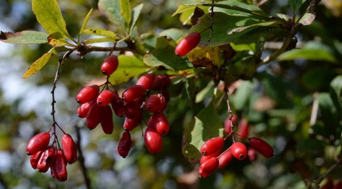 Nutrióloga Pilar Villafaña advierte sobre uso indiscriminado de la berberina y el Ozempic para perder peso