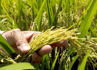 ADOFA garantiza la recolección de cosecha y asegura este año no ha sido necesario importación de arroz