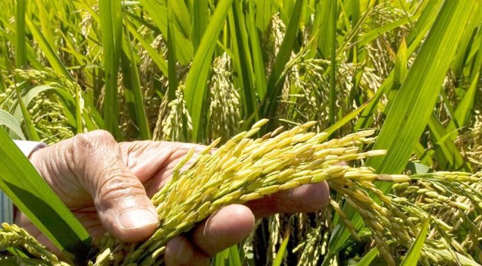 ADOFA garantiza la recolección de cosecha y asegura este año no ha sido necesario importación de arroz