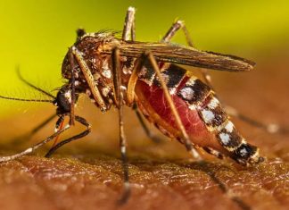 Chikungunya se propaga rápidamente en China: ya son más de 7.000 los infectados