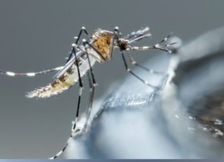 Salud Pública refuerza medidas contra el dengue y llama a la población a colaborar