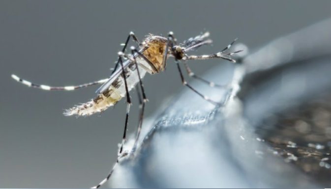 Salud Pública refuerza medidas contra el dengue y llama a la población a colaborar