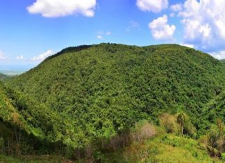 Ambientalistas denuncian tala de árboles en la Loma Miranda, Madre de las Aguas