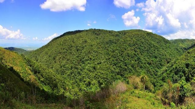 Ambientalistas denuncian tala de árboles en la Loma Miranda, Madre de las Aguas