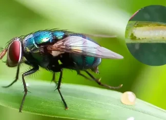 La plaga del gusano barrenador acecha a los humanos