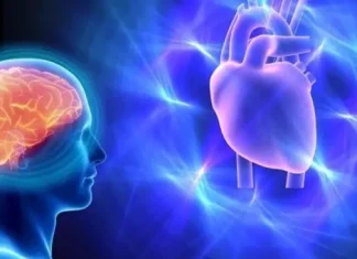 Vínculo entre el cerebro y el corazón impacta directamente en la salud