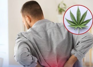 Un extracto de cannabis no adictivo puede ayudar a reducir el dolor lumbar crónico