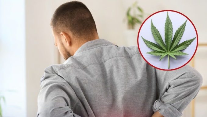 Un extracto de cannabis no adictivo puede ayudar a reducir el dolor lumbar crónico
