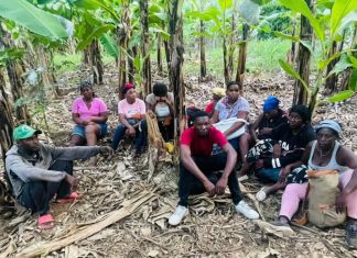 Ejército detecta con drones haitianos indocumentados que se ocultaban en una finca de bananos en Valverde