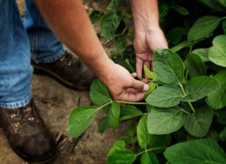 La soya sostenible impulsa el desarrollo económico y la seguridad alimentaria en República Dominicana