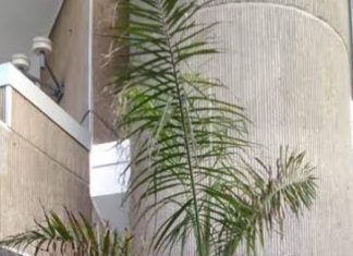 Ministerio de Cultura anula premio a obra “La Palmita” en Bienal Nacional de Artes Visuales 2025