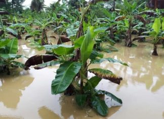 ANPA acusa al Ministerio de Agricultura de inflar cifras de daños por Melissa: «es un fraude al país»