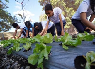 Huertos escolares del INABIE promueven conciencia ambiental y alimentaria en estudiantes