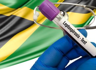 Jamaica sufre un brote de leptospirosis tras el paso del huracán Melissa