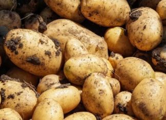 Ministro de Agricultura declara de alta prioridad protección a la producción nacional