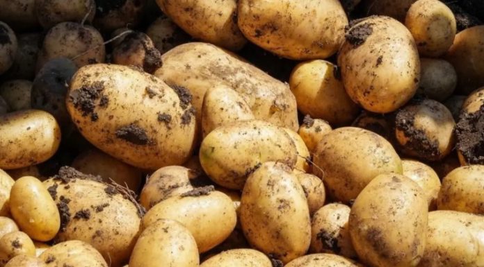 Ministro de Agricultura declara de alta prioridad protección a la producción nacional