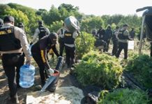DNCD y MP decomisan 1,835 plantas de marihuana en Baní