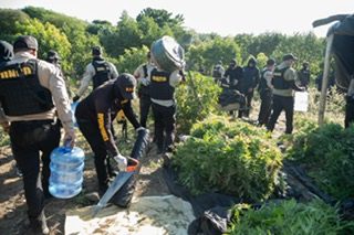DNCD y MP decomisan 1,835 plantas de marihuana en Baní