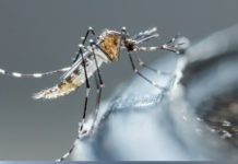 Salud Pública reporta 48 casos de dengue, 33 de malaria y 27 de leptospirosis en lo que va de año