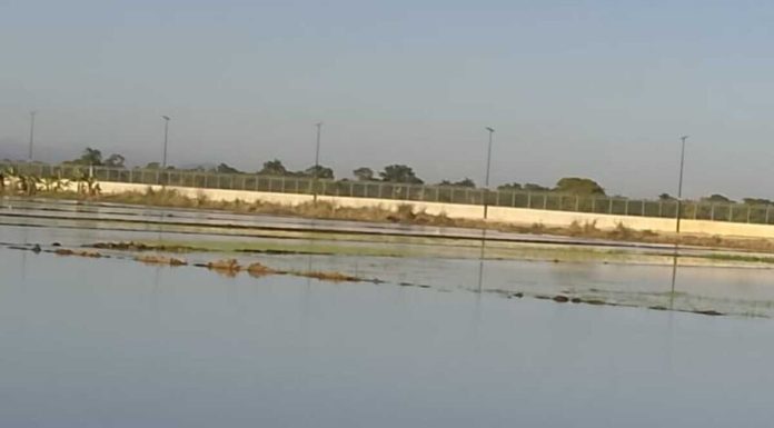 Desbordamiento del Rio Masacre causa graves pérdidas a productores agrícolas