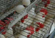 Avicultores garantizan pollos ni huevos subirán pese a crisis internacional