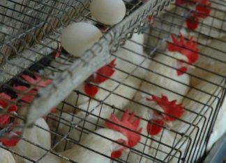 Avicultores garantizan pollos ni huevos subirán pese a crisis internacional