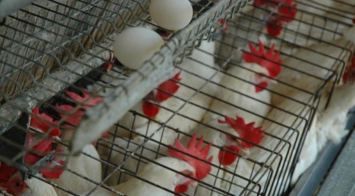 Avicultores garantizan pollos ni huevos subirán pese a crisis internacional